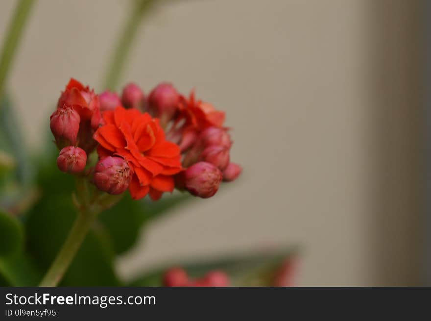 Flower, Close Up, Flowering Plant, Flora