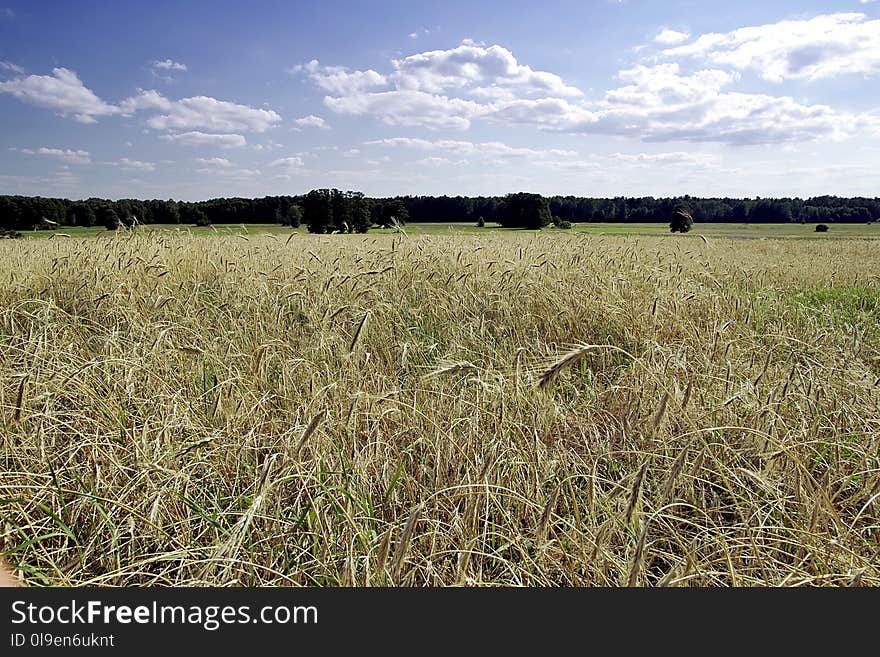 Field, Crop, Sky, Ecosystem