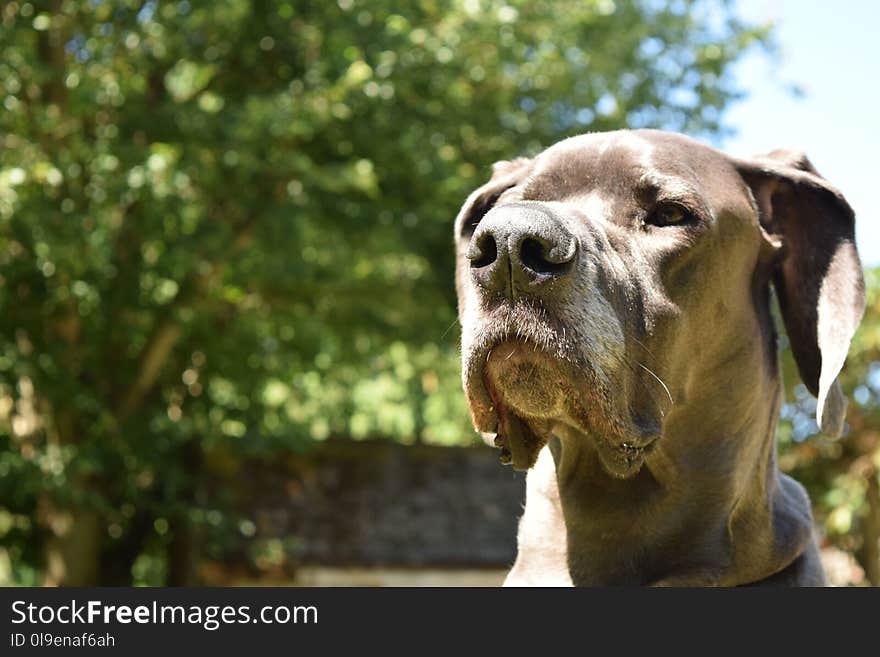 Dog, Dog Breed, Dog Like Mammal, Snout