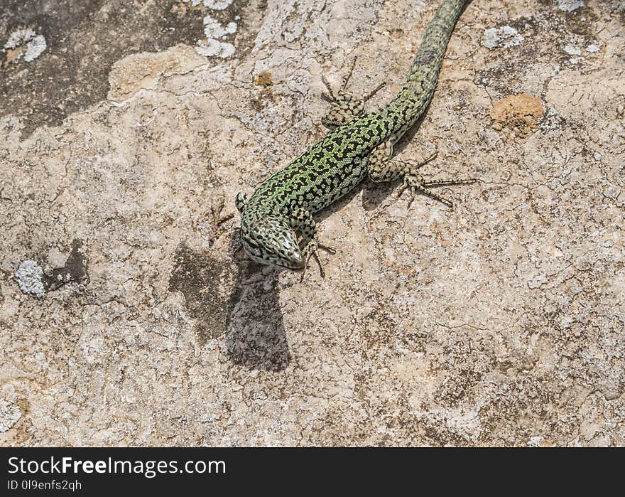 Reptile, Lizard, Scaled Reptile, Lacertidae