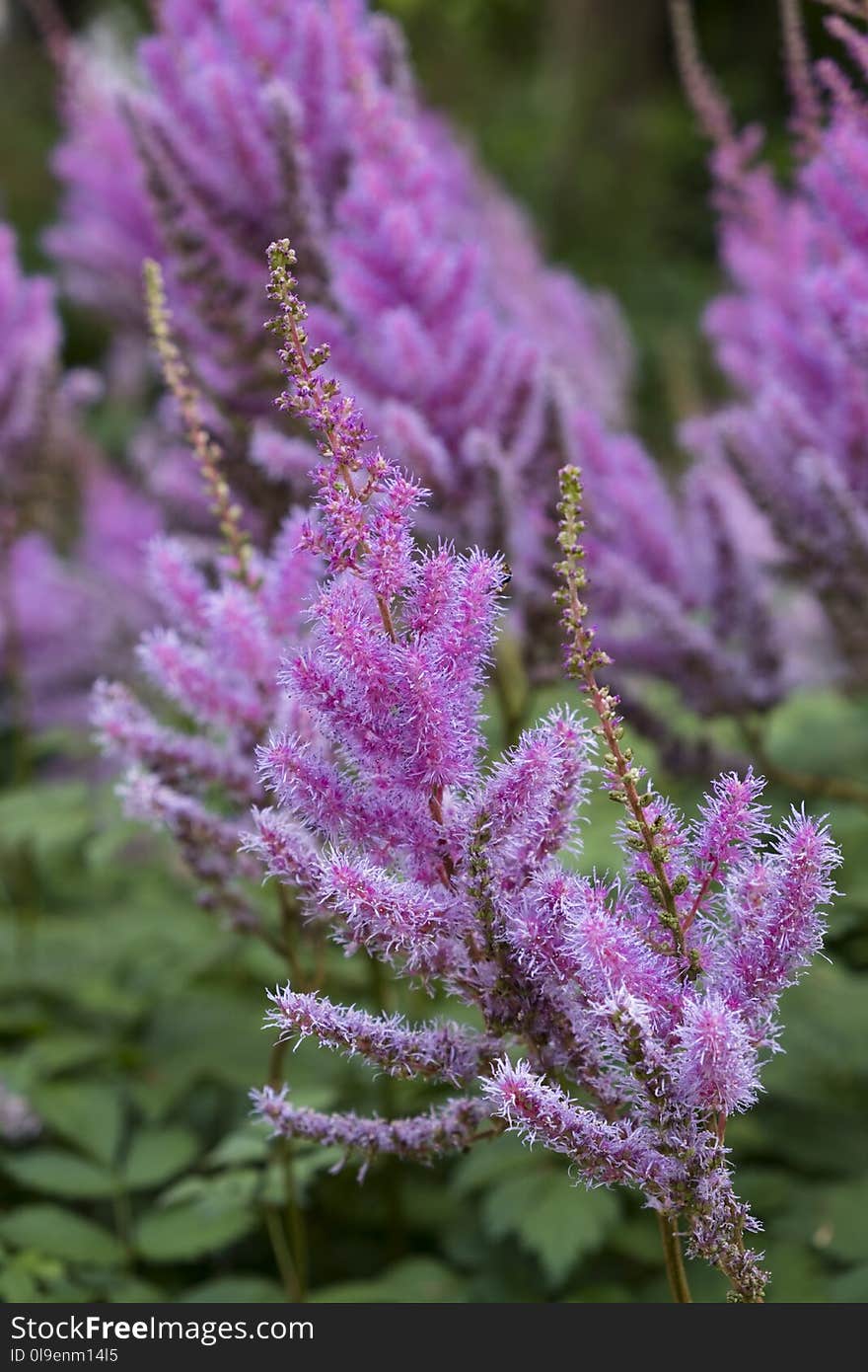 Plant, Purple, Flower, Flora