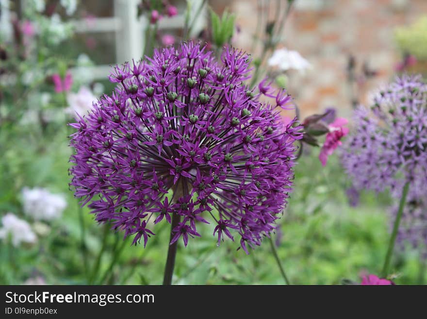 Plant, Purple, Flower, Onion Genus