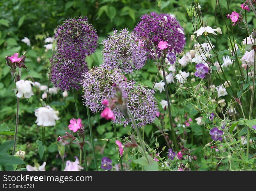 Flower, Plant, Flora, Grass