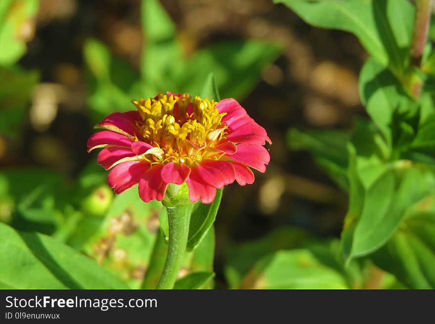 Flower, Nectar, Pollinator, Annual Plant