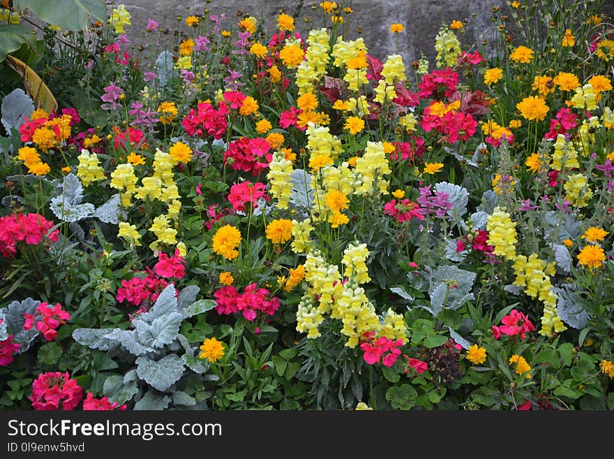 Flower, Plant, Flowering Plant, Wildflower