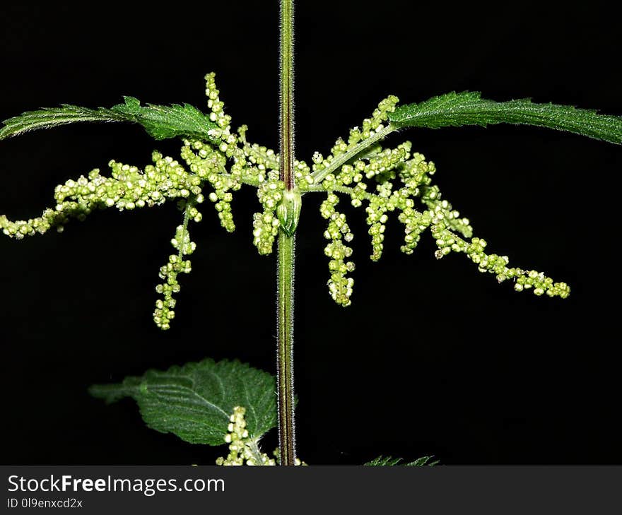 Plant, Urtica, Plant Stem, Nettle Family