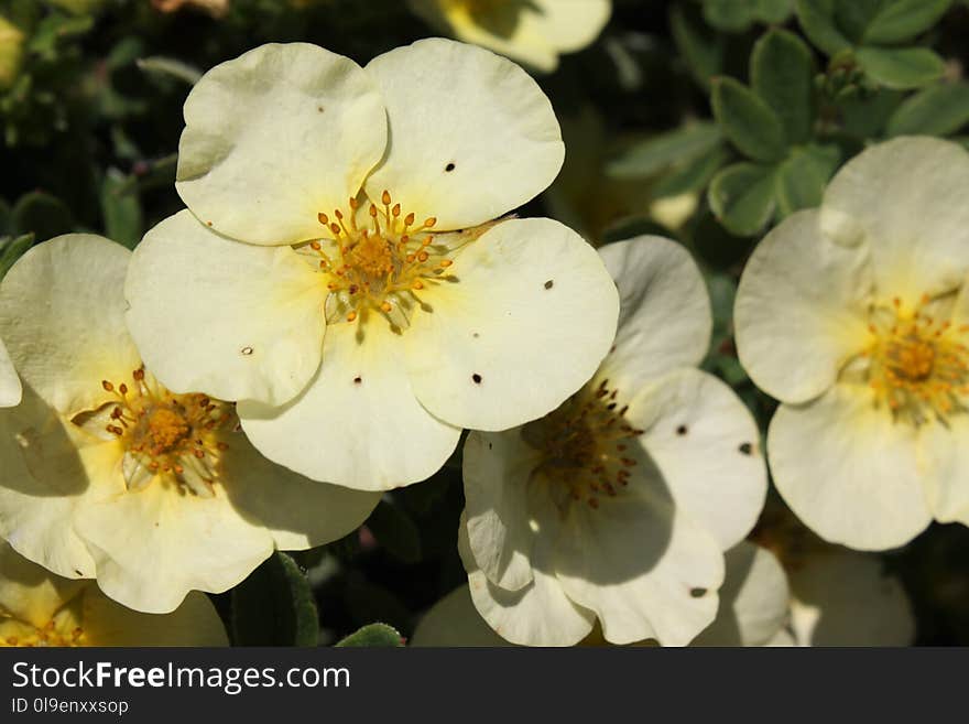 Flower, Rosa Canina, Rose Family, Flowering Plant