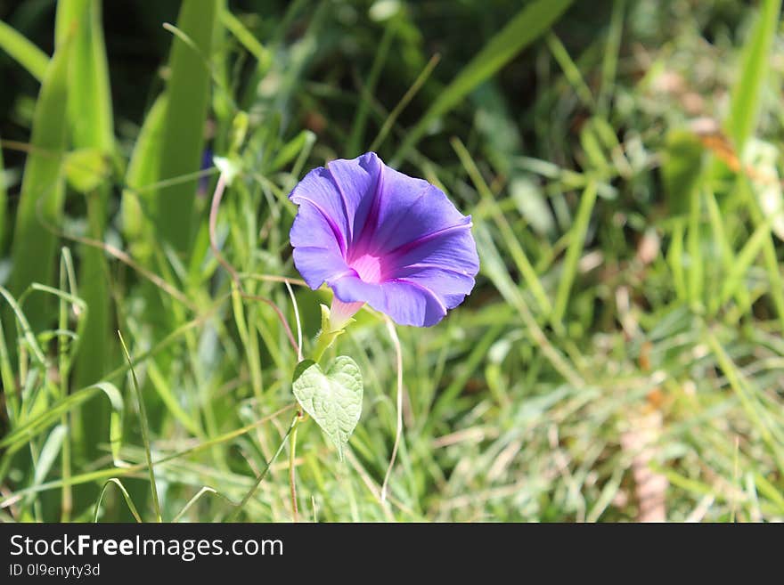 Flower, Plant, Flora, Flowering Plant