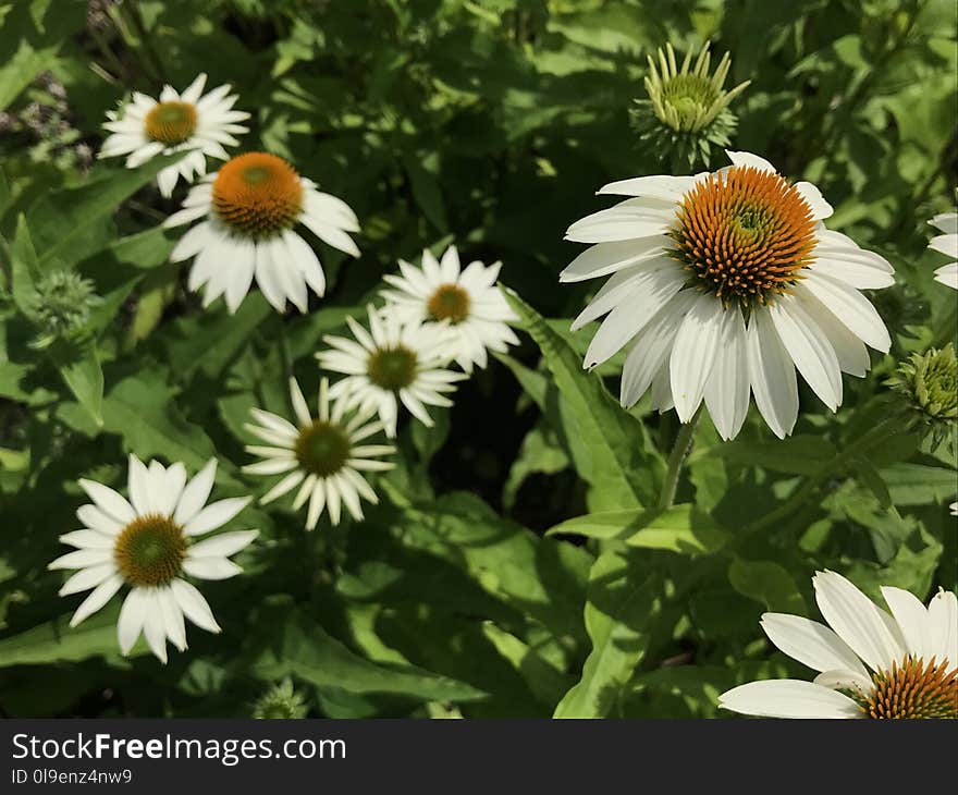 Flower, Plant, Coneflower, Daisy Family