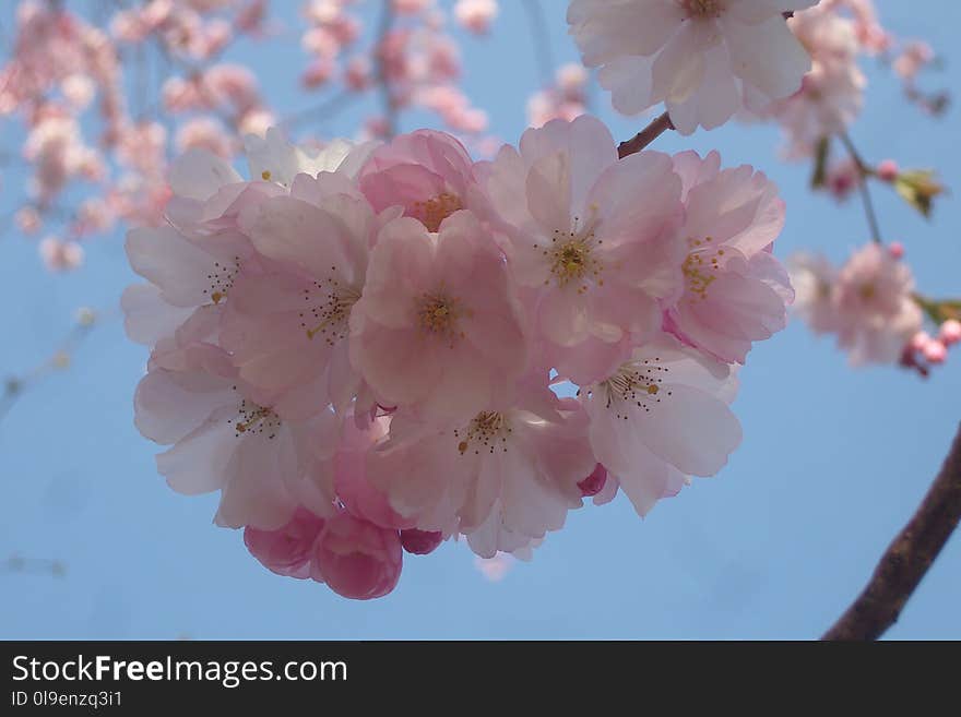 Blossom, Pink, Flower, Cherry Blossom