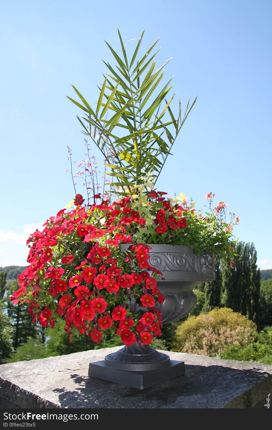 Plant, Flower, Flora, Tree