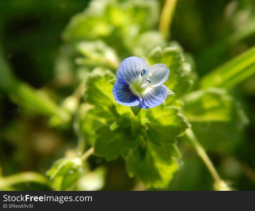 Flora, Flower, Plant, Violet Family