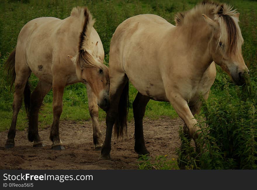 Horse, Mare, Horse Like Mammal, Ecosystem