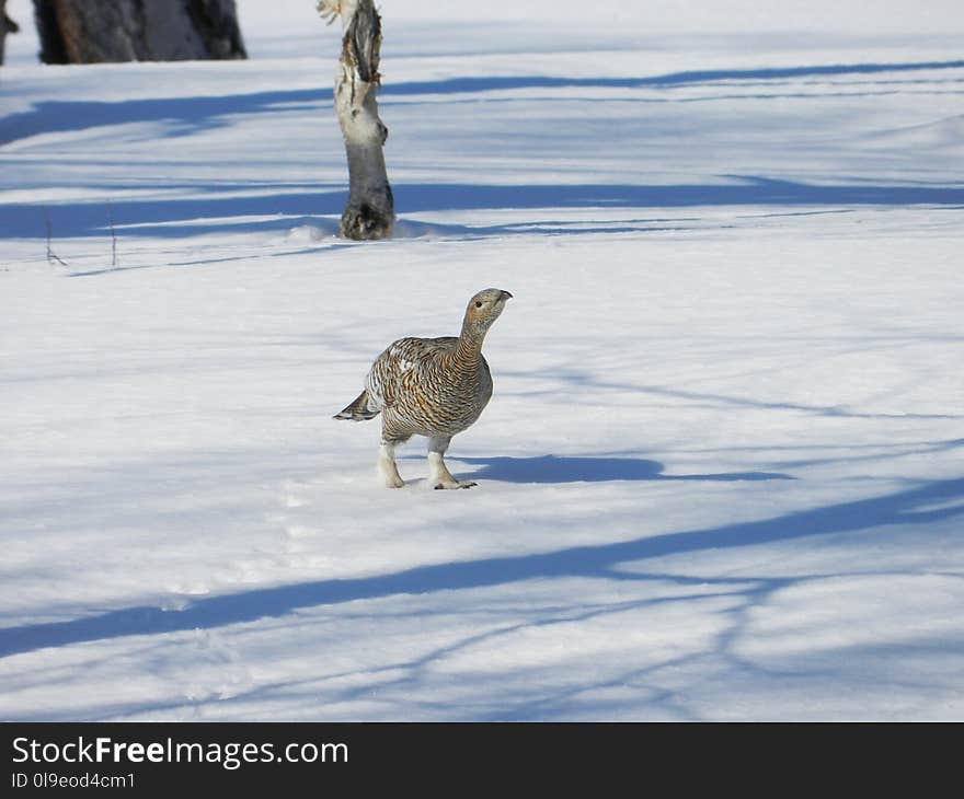 Bird, Water Bird, Fauna, Duck