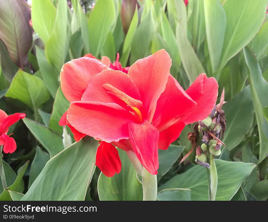 Flower, Plant, Flowering Plant, Canna Family