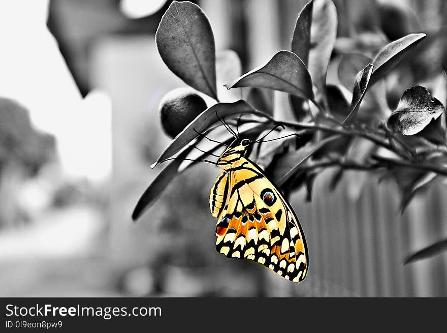 Butterfly, Moths And Butterflies, Black And White, Insect