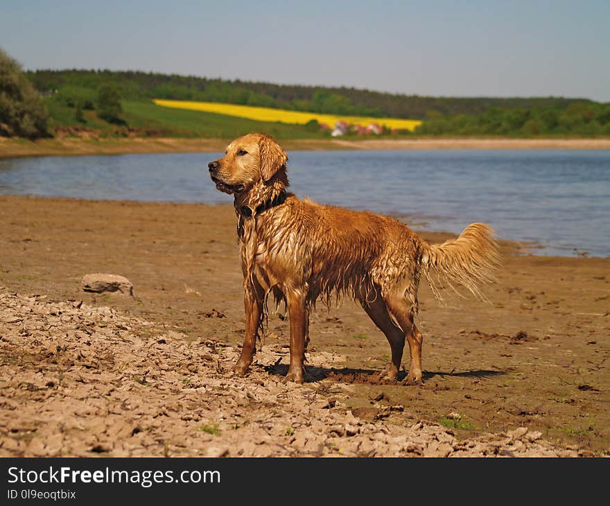 Dog, Dog Like Mammal, Dog Breed, Golden Retriever