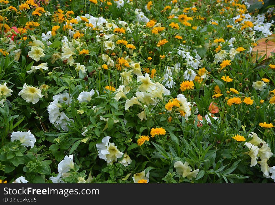 Flower, Plant, Flora, Flowering Plant