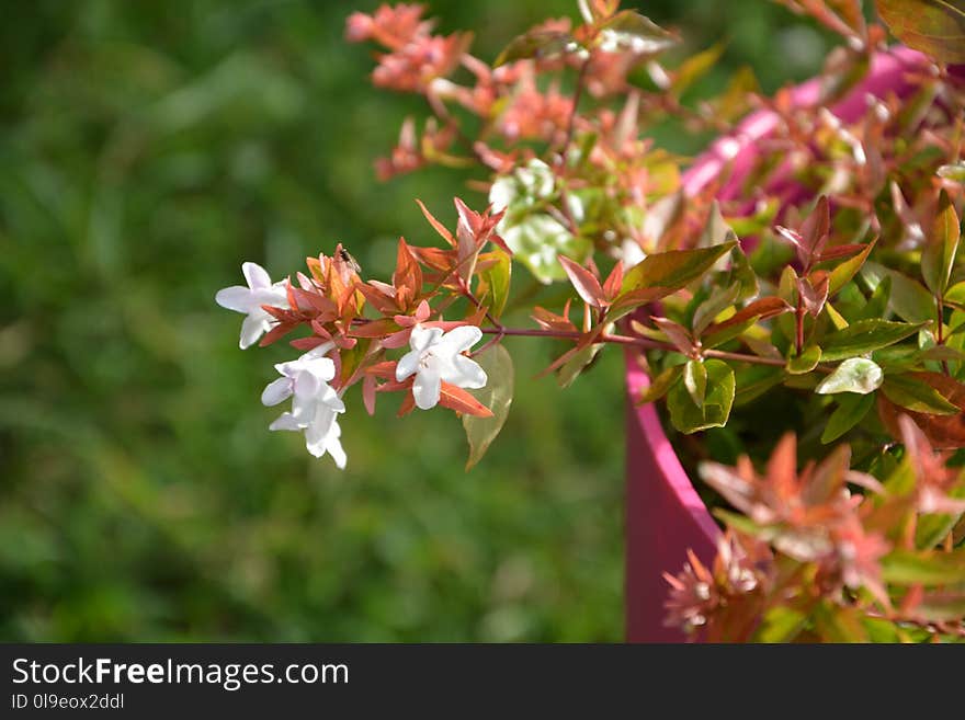 Plant, Flora, Flower, Vegetation