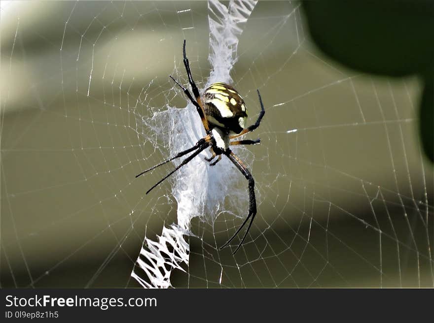 Spider, Arachnid, Invertebrate, Orb Weaver Spider