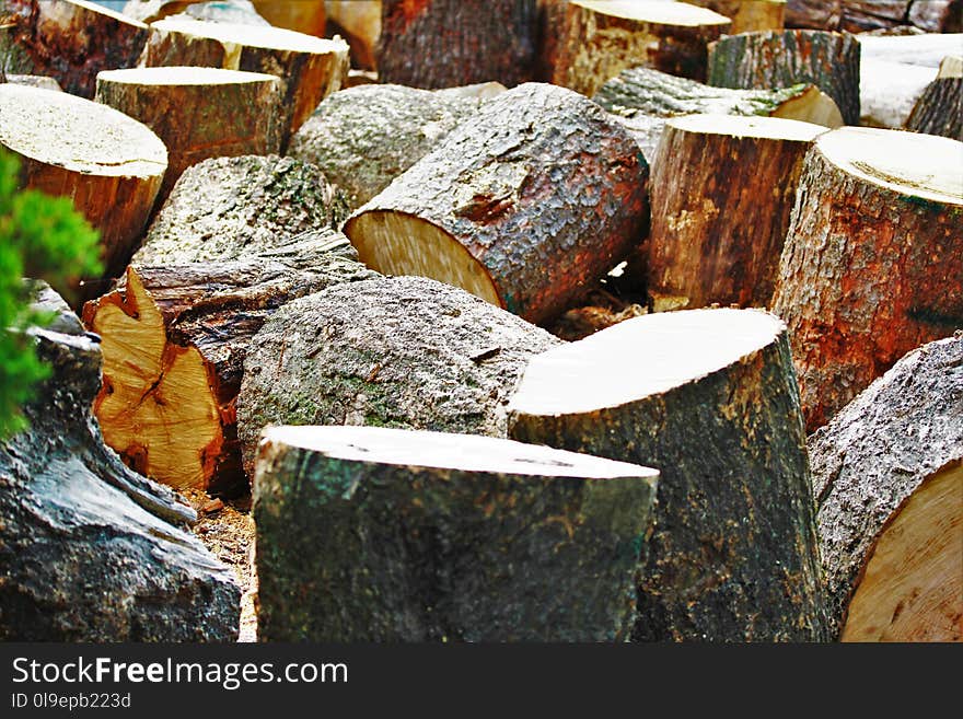 Tree, Wood, Trunk, Tree Stump