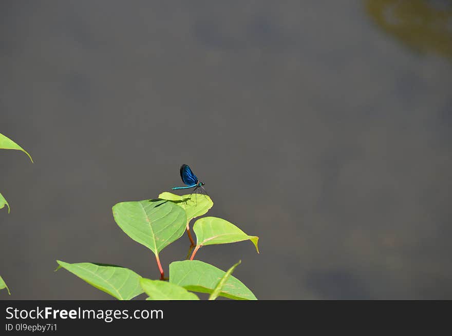 Leaf, Bird, Sky, Branch