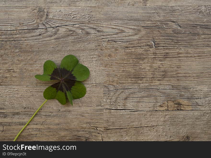 Green, Leaf, Wood, Flora