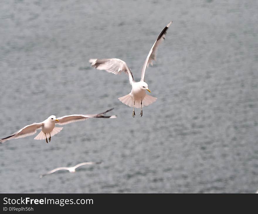 Bird, Seabird, Gull, Water Bird