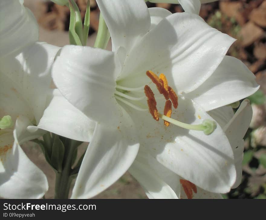 Flower, Lily, Plant, White