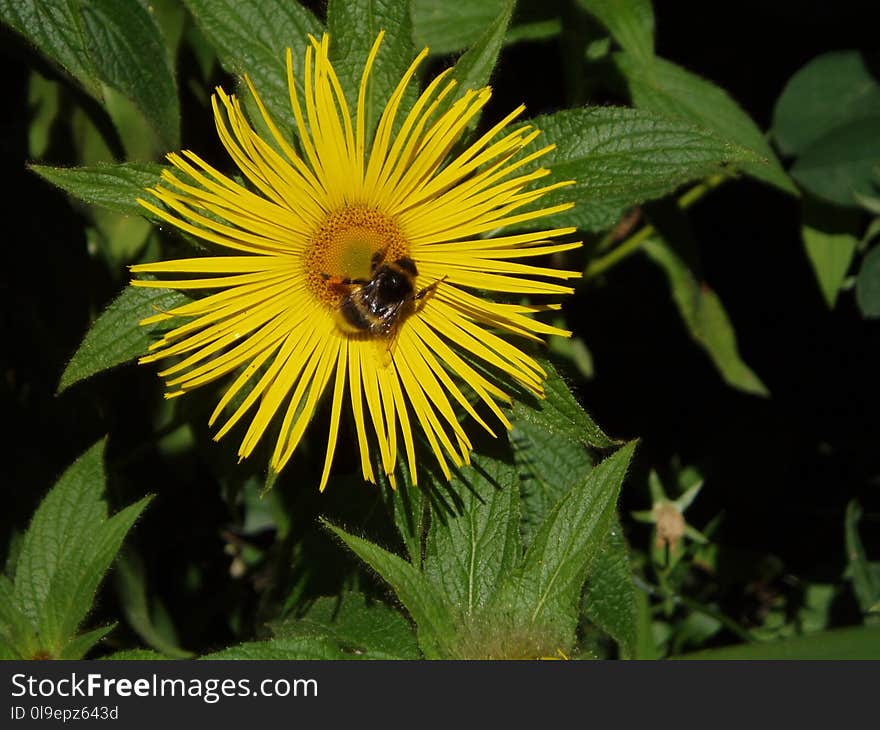 Flower, Honey Bee, Flora, Nectar