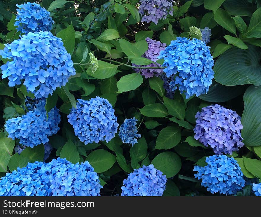 Plant, Flower, Flowering Plant, Hydrangea