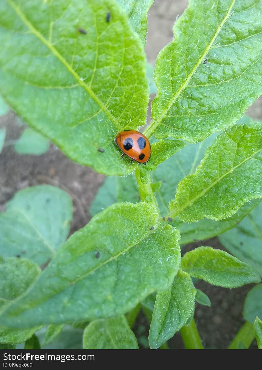 Insect, Leaf, Ladybird, Beetle