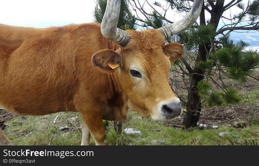 Cattle Like Mammal, Fauna, Cow Goat Family, Horn