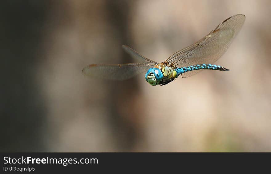 Insect, Dragonfly, Invertebrate, Dragonflies And Damseflies