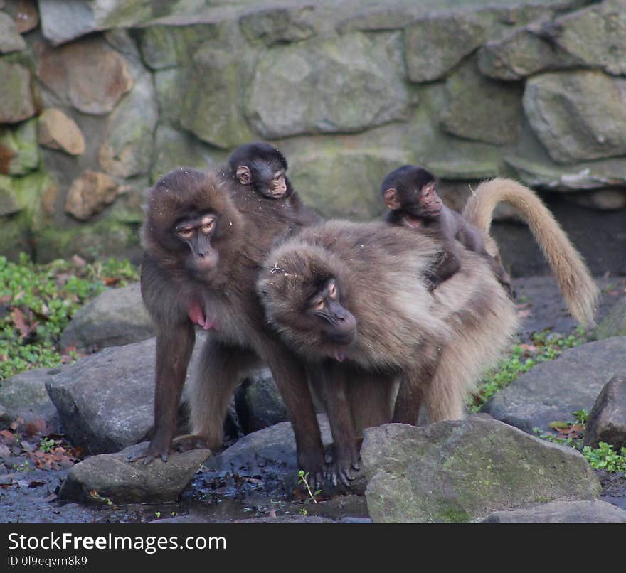 Mammal, Fauna, Primate, Macaque