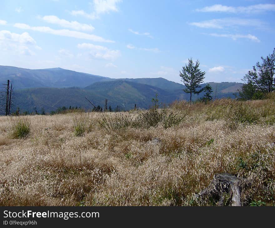 Chaparral, Ecosystem, Wilderness, Vegetation