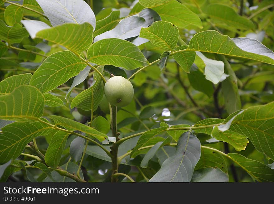 Plant, Vegetation, Leaf, Fruit Tree