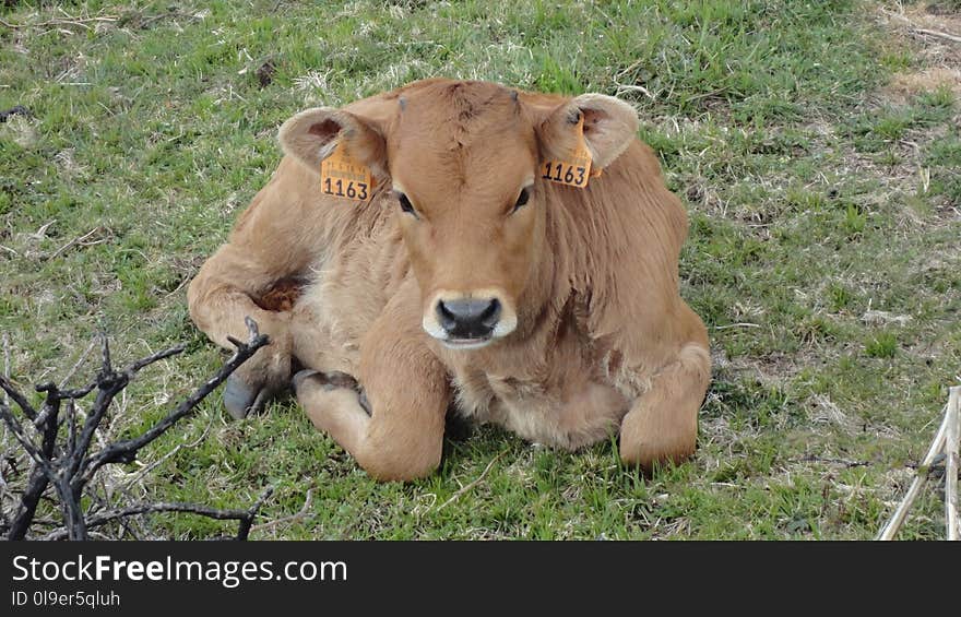 Cattle Like Mammal, Pasture, Grass, Grazing