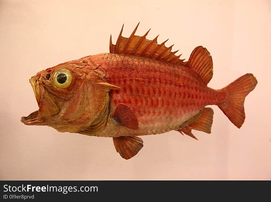 Fish, Fauna, Organism, Red Snapper