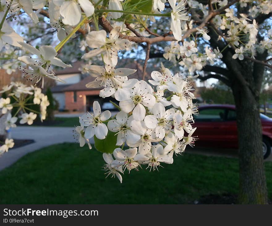 Plant, Flower, Spring, Blossom