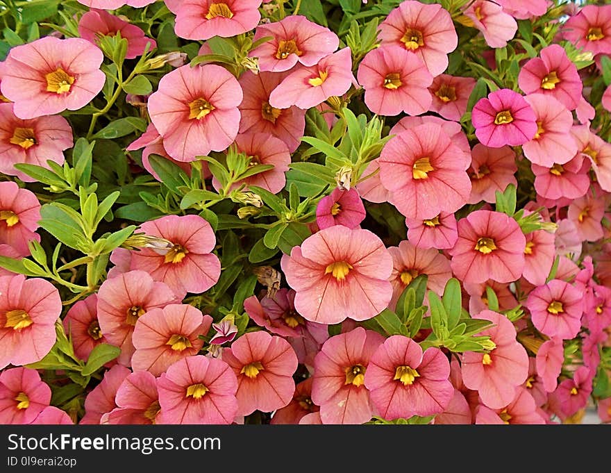 Flower, Pink, Plant, Annual Plant