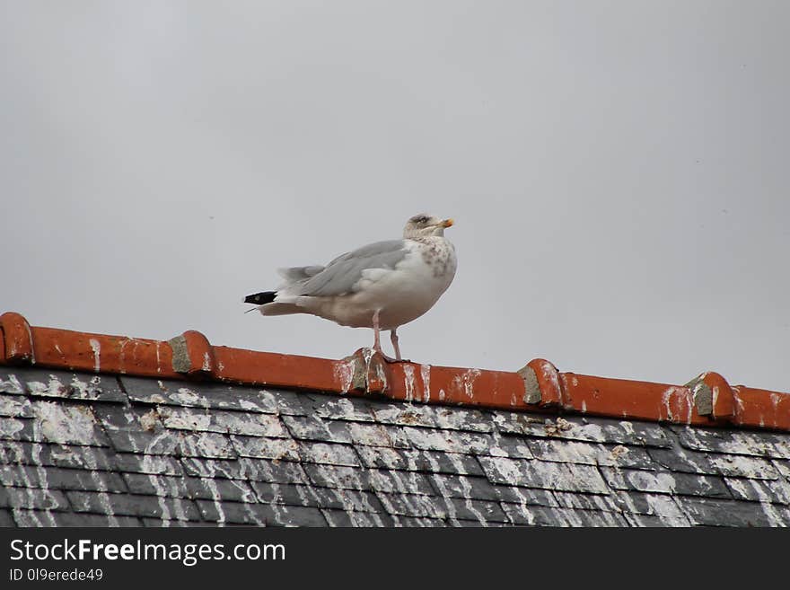 Bird, Seabird, Gull, Beak