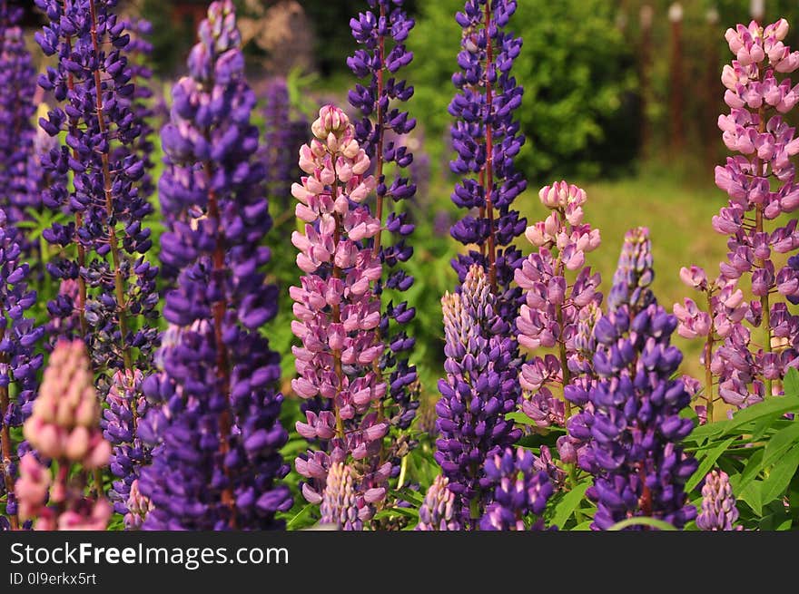 Plant, Flower, Flowering Plant, Lupin