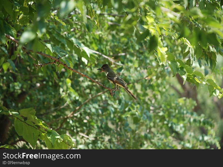 Ecosystem, Vegetation, Bird, Tree