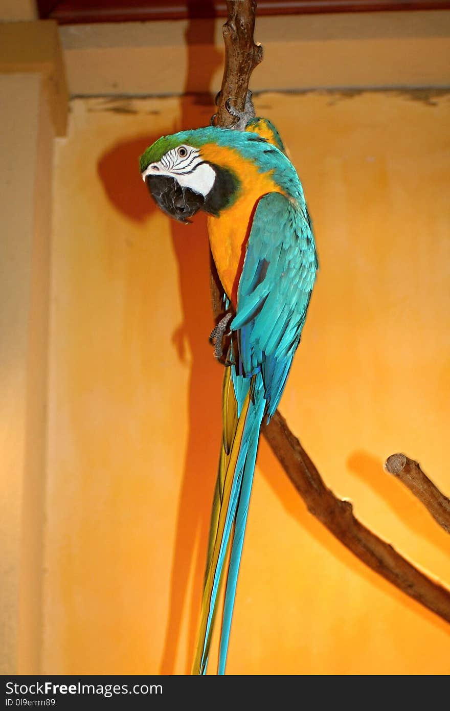 Macaw, Bird, Parrot, Beak