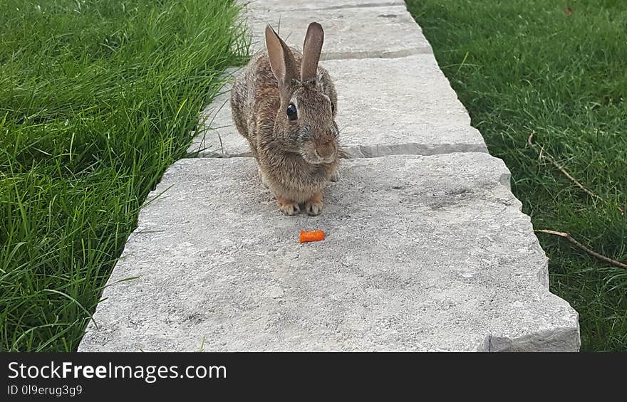 Fauna, Mammal, Rabbit, Grass