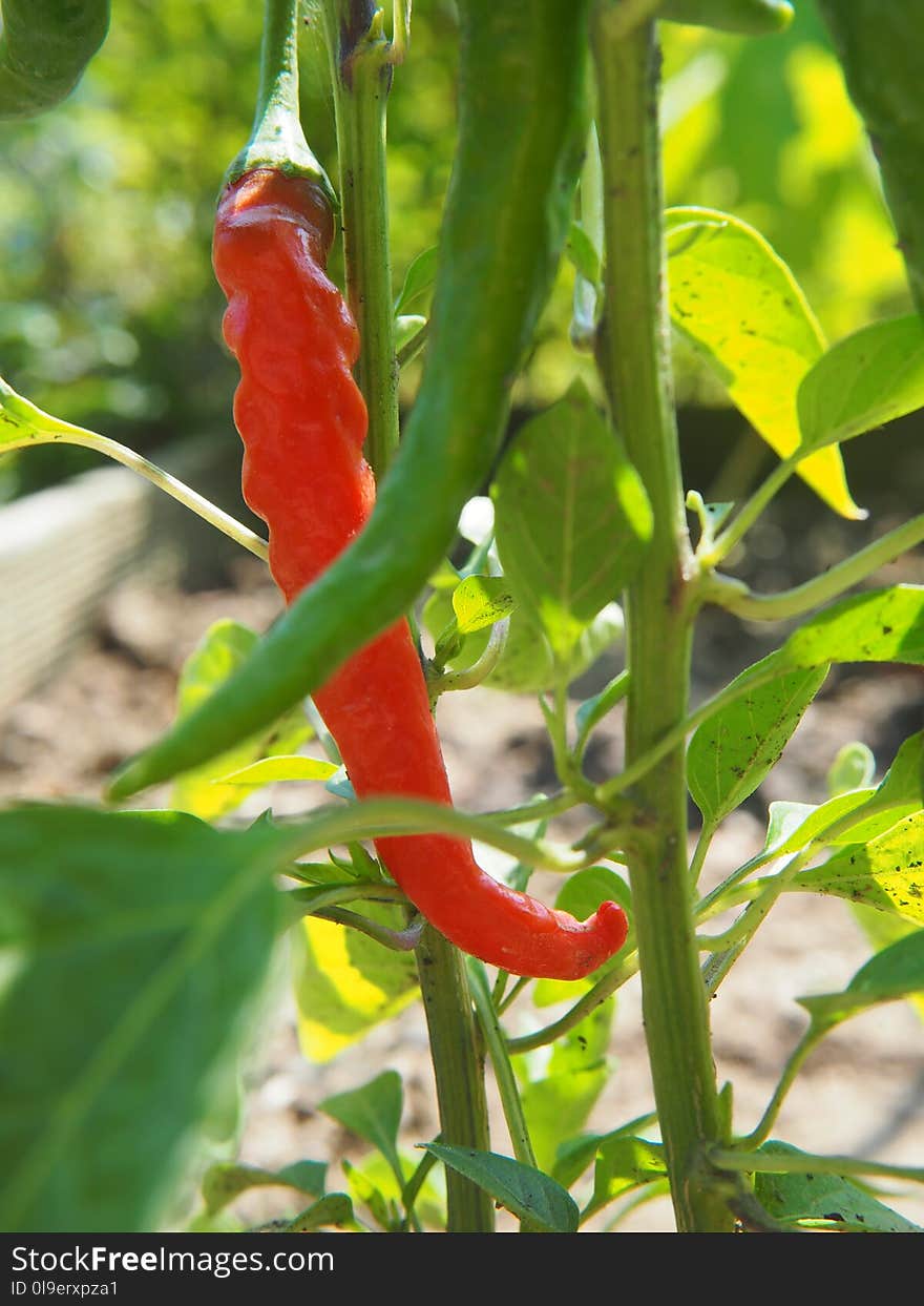 Plant, Bird's Eye Chili, Chili Pepper, Tabasco Pepper