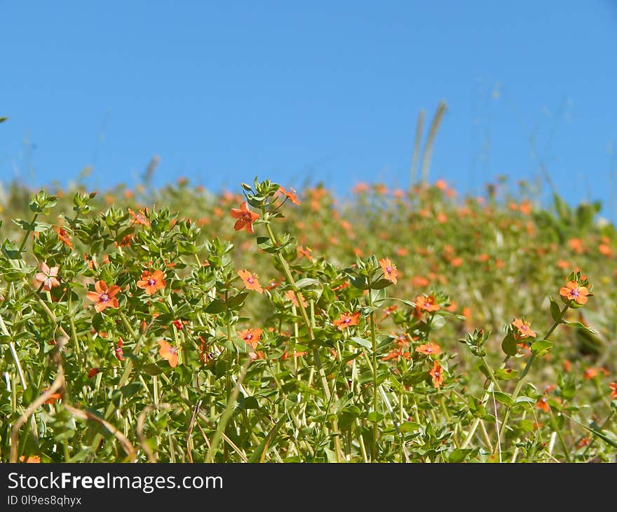 Vegetation, Flower, Plant, Flora