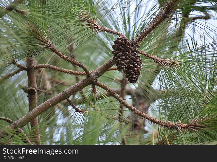 Tree, Ecosystem, Pine Family, Plant