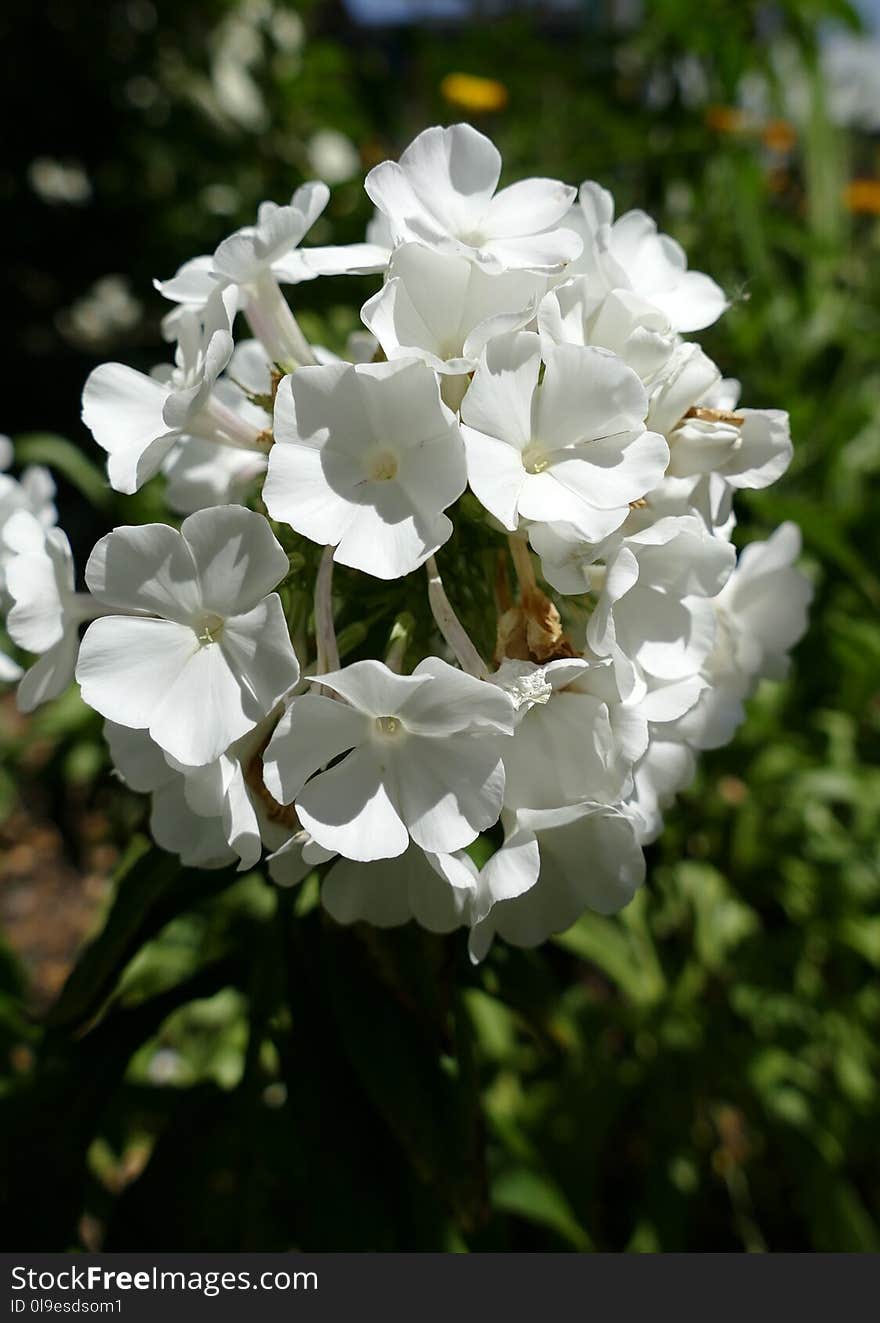 Flower, White, Plant, Flowering Plant